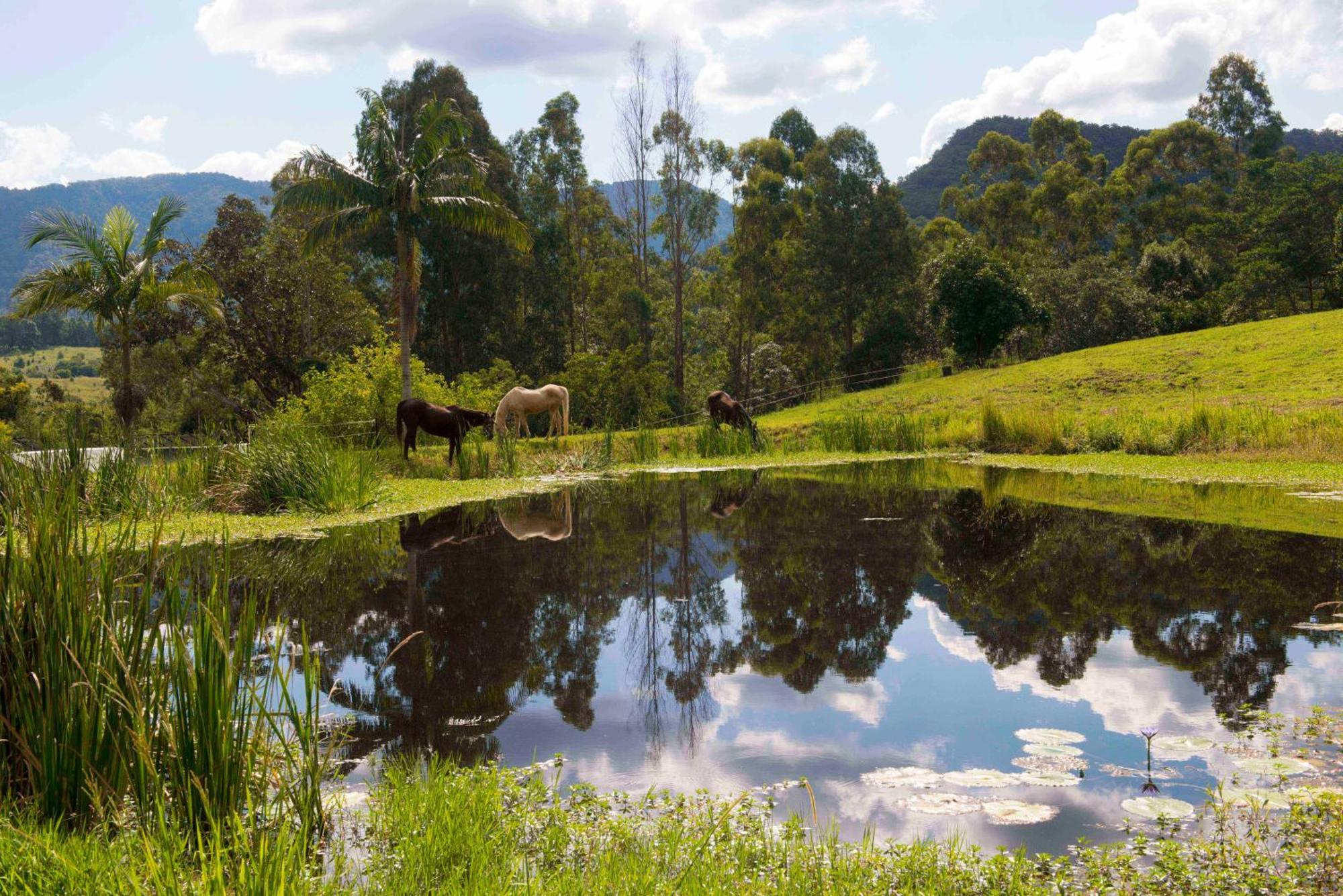 Nimbin Waterfall Retreat Exterior photo